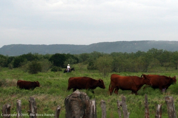 Ranch Page_12-Stewart herding